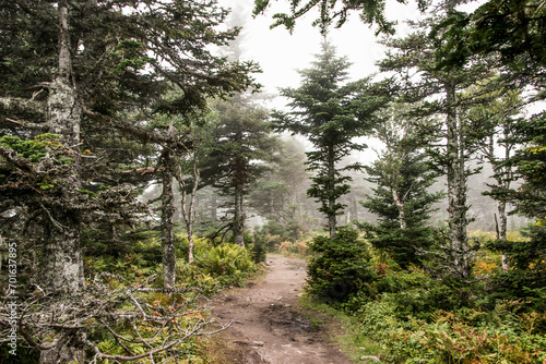 Mountain scenic trail after rain Green forest hill covered by fog Cape Breton Highlands National Park Nova Scotia Canada