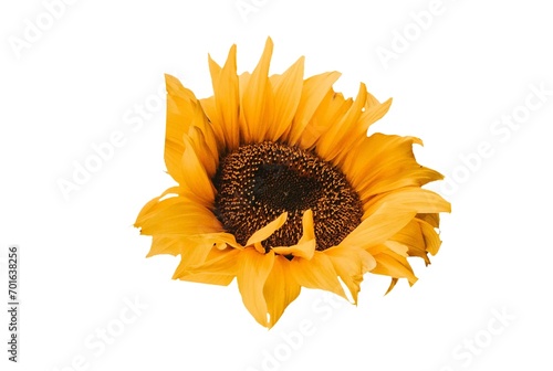 sunflower isolated on white background