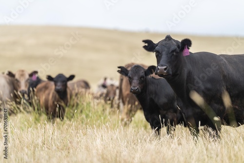 Fototapeta Naklejka Na Ścianę i Meble -  cow in a field, herd of cows in a paddock in a dry summer drought in australia and new zealand