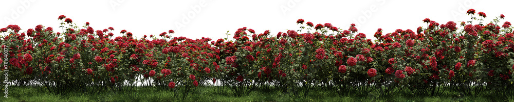 Evergreen Rose flowers with grass field in nature, Tropical forest isolated on transparent background - PNG file, 3D rendering illustration