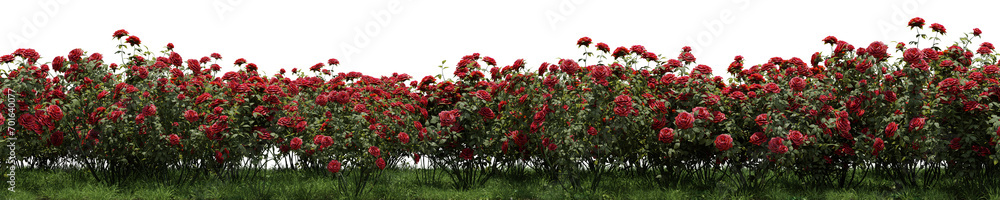 Evergreen Rose flowers with grass field in nature, Tropical forest isolated on transparent background - PNG file, 3D rendering illustration Evergreen Rose flowers with grass field in nature, Tropical forest isolated on transparent background - PNG file, 3D rendering illustration