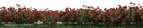 Evergreen Rose flowers with grass field in nature, Tropical forest isolated on transparent background - PNG file, 3D rendering illustration