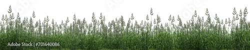 Phalaris arundinacea or Reed canary grass field in nature, meadow in springtime, Tropical forest isolated on transparent background - PNG file, 3D rendering illustration for create and design or etc photo