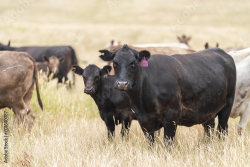 Stud Beef bulls, cows and calves grazing on grass in a field, in Australia. breeds of cattle include speckled park, murray grey, angus, brangus and wagyu on long pasture in spring