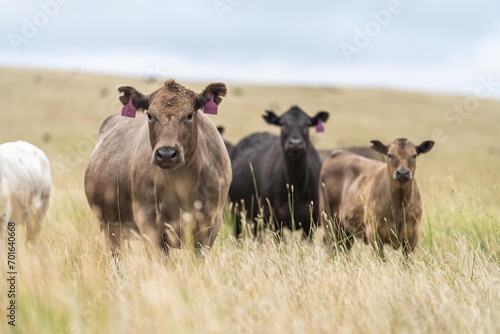 cows eating in a field on farmland on an agricultural farm in springtime in america