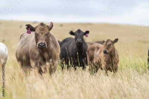 Fototapeta Naklejka Na Ścianę i Meble -  Herd of sustainable cows on a green hill on a farm in Australia. Beautiful cow in a field. Australian Farming landscape with Angus and Murray grey cattle