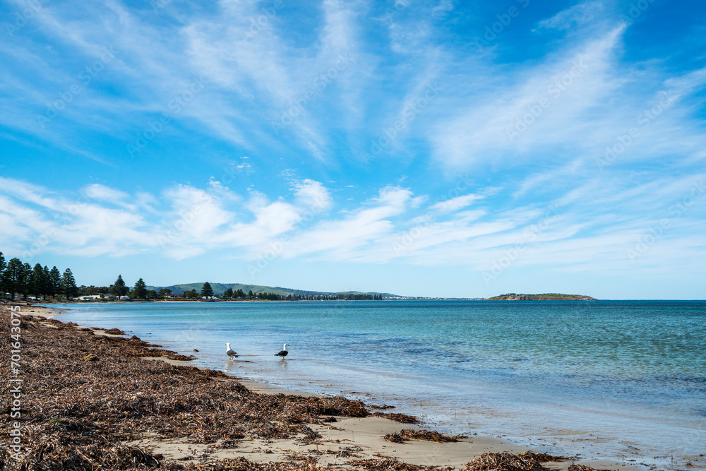 beautiful blue ocean with seaweed and seagulls beautiful blue ocean with seaweed and seagulls