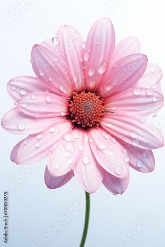 Vertical pink gerbera flower with long stem isolated over white background.