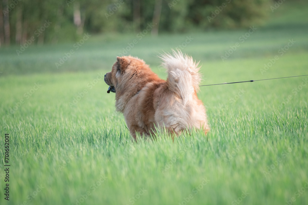 Fototapeta premium A beautiful chow-chow dog on a walk in the summer.