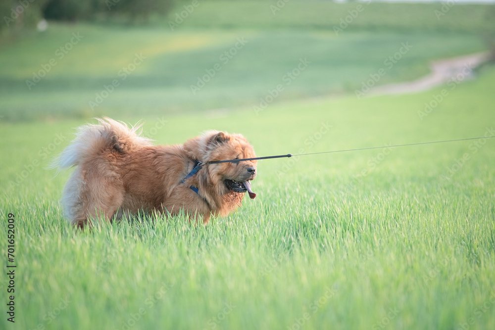 Fototapeta premium A beautiful chow-chow dog on a walk in the summer.