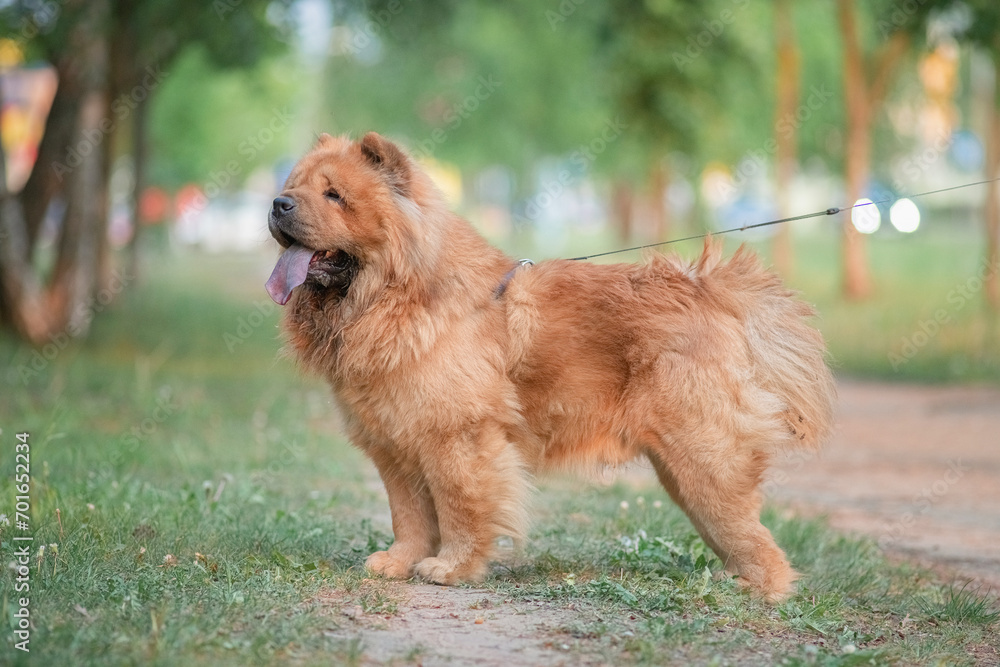 Fototapeta premium A beautiful chow-chow dog on a walk in the summer.