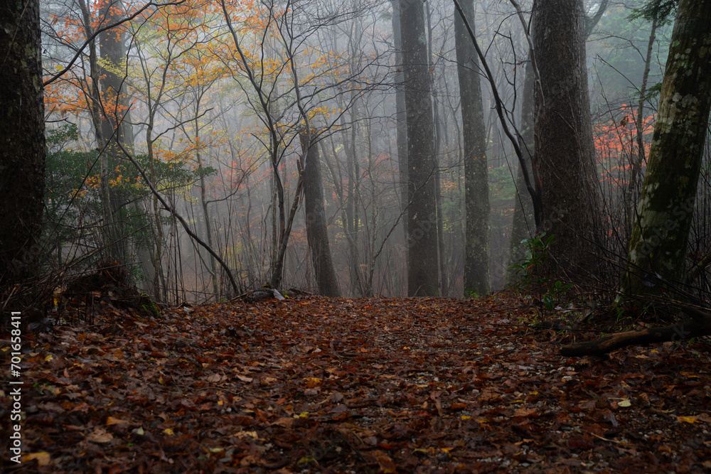 霧に覆われた晩秋の森