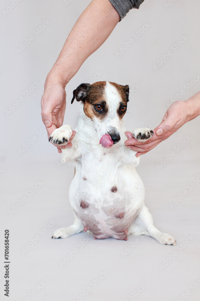Pregnant Dog Isolated on Gray