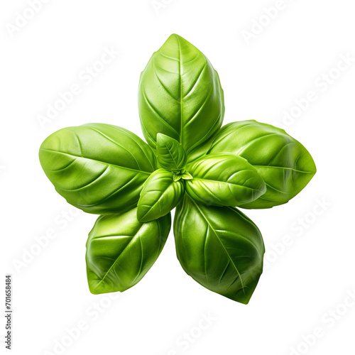 basil isolated on transparent background Remove png, Clipping Path, pen tool