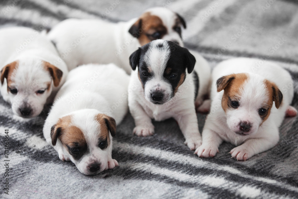 Group of Newborn Puppies lying on blanket Group of Newborn Puppies lying on blanket