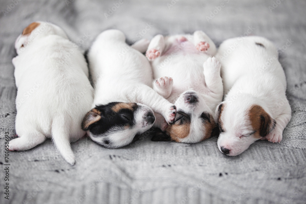 Newborn Puppy is lying on white blanket Newborn Puppy is lying on white blanket