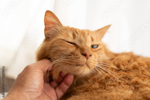 Schilderij op canvas 猫を撫でる　茶トラ猫