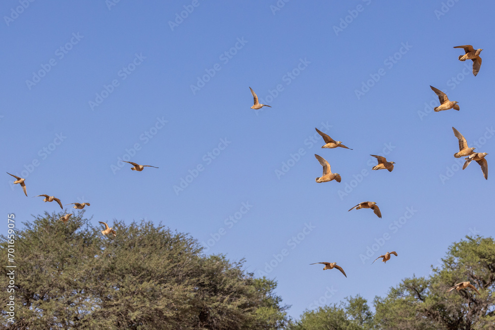 Burchell's sandgrouse (Gevlekte sandpatrys) (Pterocles burchelli) in flight at Kij Kij in the Kgalagadi Transfrontier Park in the Kalahari Burchell's sandgrouse (Gevlekte sandpatrys) (Pterocles burchelli) in flight at Kij Kij in the Kgalagadi Transfrontier Park in the Kalahari