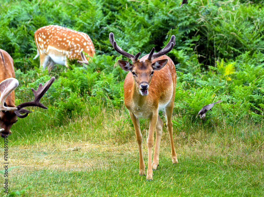 Deer herd grazing freely in the forest Deer herd grazing freely in the forest