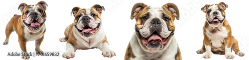 Happy English bulldog collection (standing, lying, portrait, sitting) isolated on a white background, dog bundle