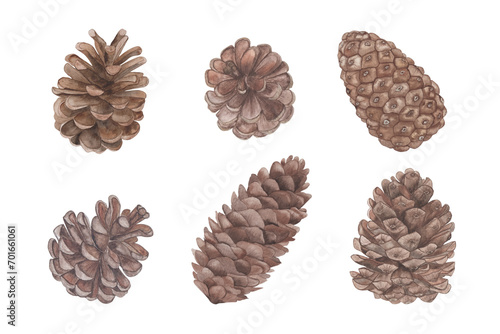 Set of pine cones