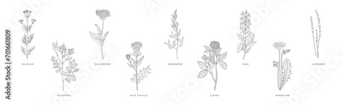 Medical Herbs and Plant Hand Drawn on Stem with Latin Names Vector Set