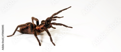 Braune Falltürspinne // Funnel-web trapdoor spider (Acanthogonatus francki) - Chile photo
