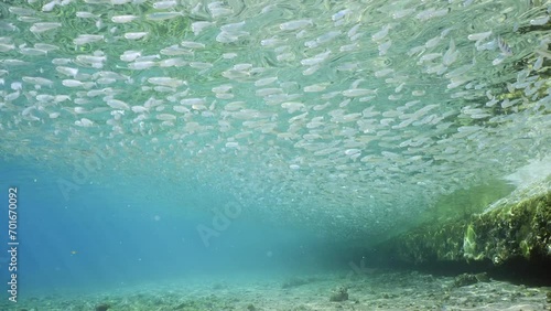 A large school of sprats floats under surface of water in shallow water in surf zone on bright sunny day in sun rays, Low-angle shot, Camera moving forwards under shoal of fish, slow motion