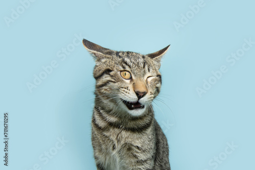 FFunny portrait cat winking with surprised face expression. Isolated on blue pastel background © Sandra