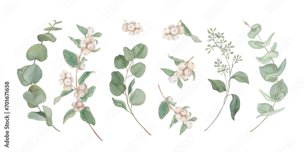 Set of eucalyptus and snowberry branches Set of eucalyptus and snowberry branches