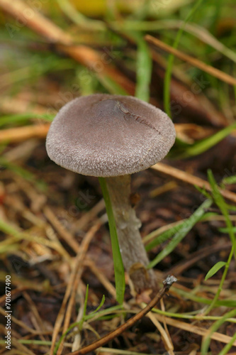 Closeup on a frosty webcap mushroom, Cortinarius hemitrichus on the forest floor