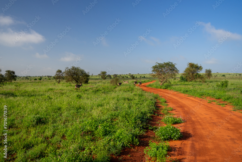 Kenia Africa national park Kenia Africa national park