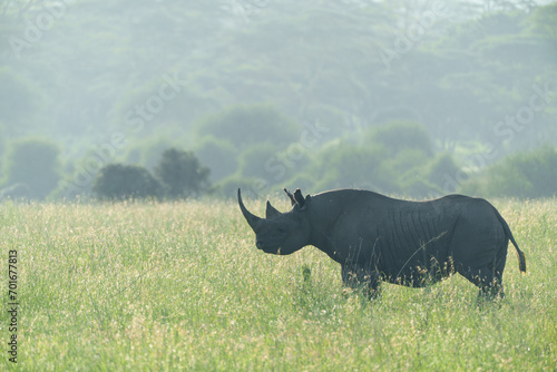 Kenia Africa black rhino in the wild