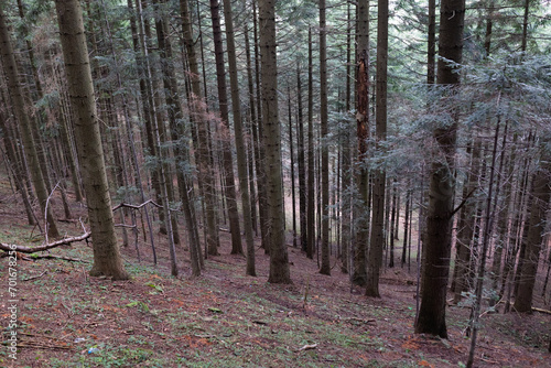 Las Iglasty, i drzewa   © kudlacz1984