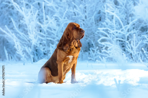 Portrait of an adult bloodhound in a winter landscape against a background of snow-covered trees