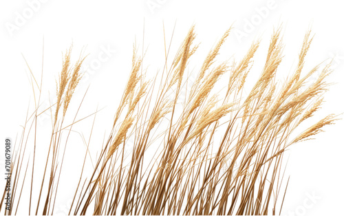Vibrant Switchgrass Crop on Transparent Background