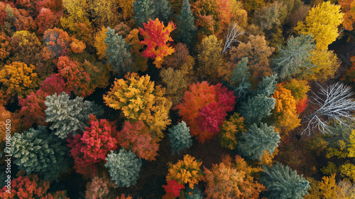 A dense forest in autumn with an array of autumn colors creating a vibrant, patchwork effect. Landscapes photograph, aerial view, Generative AI