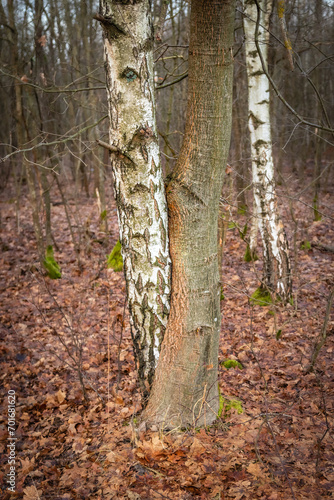 Fototapeta Naklejka Na Ścianę i Meble -  Zrośnięte drzewa