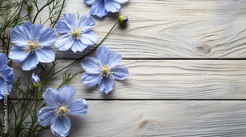 Several blue gentle nigella flowers placed on white wooden background with space for text. Conceptual symbol spring. Beautiful wildflower. Copy space.