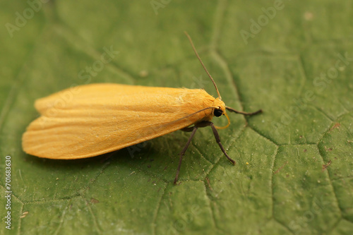 Closeup of the orange footman , Eilema sororcula sitting on a green leaf