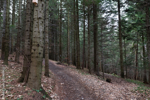 Las Iglasty i ścieżka leśna