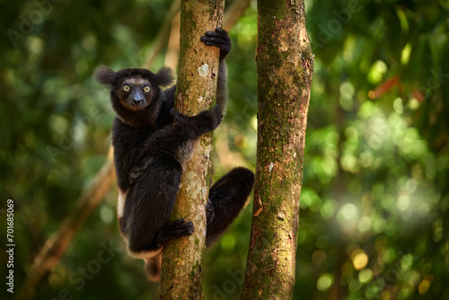 Bild auf Leinwand Wildlife Madagascar, indri monkey portrait, Madagascar endemic