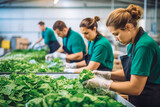 sustainable vegetable factory. Workers picking up the vegetables. Sustainable development can limit climate change and global warming.