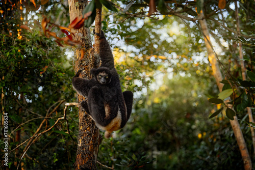 Wildlife Madagascar, indri monkey portrait, Madagascar endemic. Lemur in nature vegetation. Sifaka on the tree, sunny evening. Monkey with yellow eye. Nature forest tree habitat.