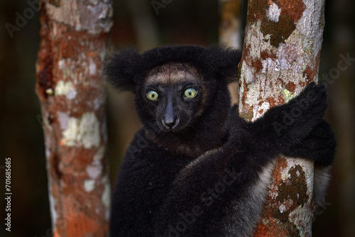 Wildlife Madagascar, indri monkey portrait, Madagascar endemic. Lemur in nature vegetation. Sifaka on the tree, sunny evening. Monkey with yellow eye. Nature forest tree habitat.
