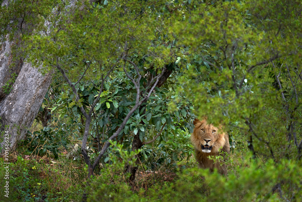 Fototapeta premium Forest African lion in the nature habitat, green trees, Okavango delta, Botswana in Africa.