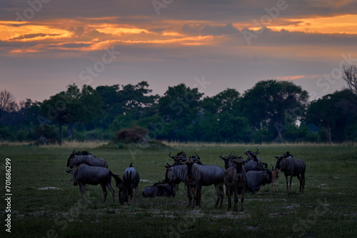 Fototapeta Naklejka Na Ścianę i Meble -  Blue wildebeest, Connochaetes taurinus, in the meadow, big animal in the nature habitat, Botswana, Africa. Herd of Gnu, evening light in savannah before sunset.
