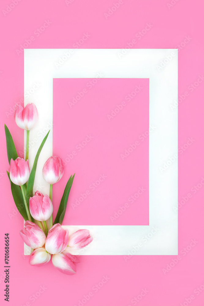  Pink tulip Spring flower background arrangement with white frame. Floral nature design on pastel pink for the Springtime season.
