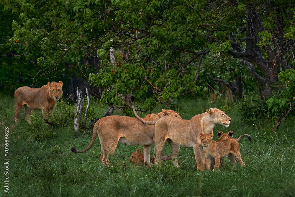 Fotografie Lion family