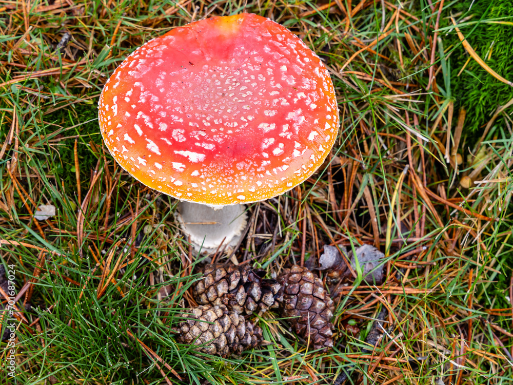 Small mushrooms in the Sierra de Guadarrama National Park, Madrid, Spain Small mushrooms in the Sierra de Guadarrama National Park, Madrid, Spain